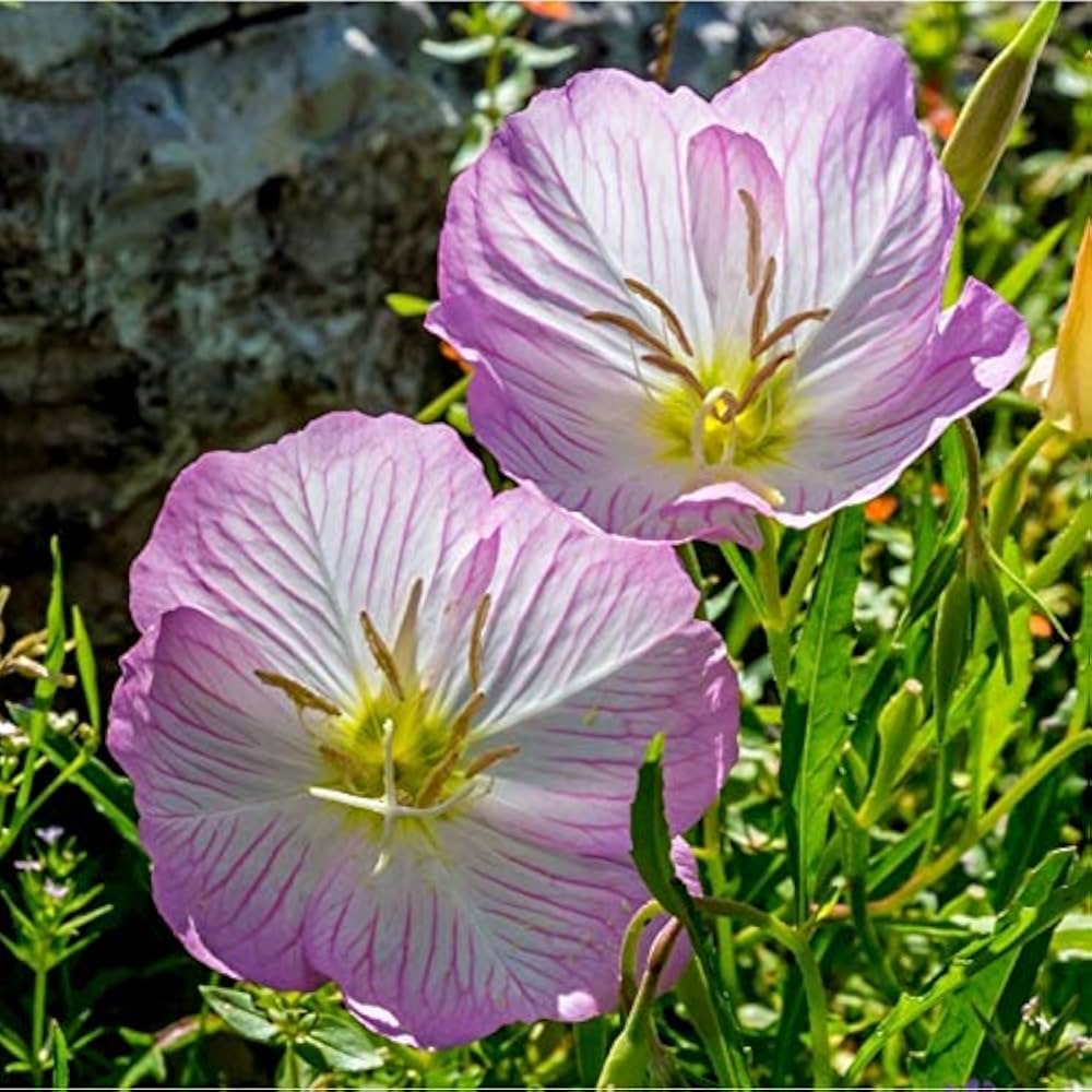 Primrose Primula Malacoides Pink Flower - for planting in home garden